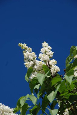 Sıradan yaban domuzu (Şırınga bayağılığı)) 