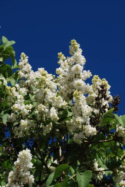 Sıradan yaban domuzu (Şırınga bayağılığı)) 