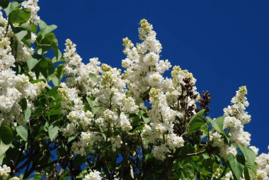 Sıradan yaban domuzu (Şırınga bayağılığı)) 