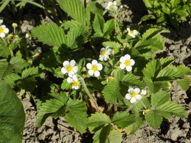 Bahçe çilekleri, bahçe çilekleri, ananas çilekleri, çilekler, çilekler (Fragaria ananassa Duchesne)
