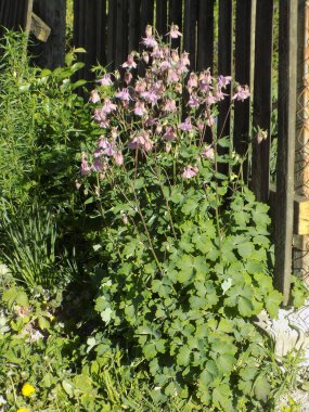 Aquilegia, Ranunculaceae familyasından bir bitki cinsidir..         