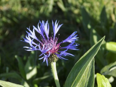 Dağ çiçeği (lat. Centaurea montana, Asteraceae familyasından bir bitki türü..