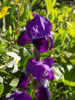 Roosters or irises (Latin Iris)