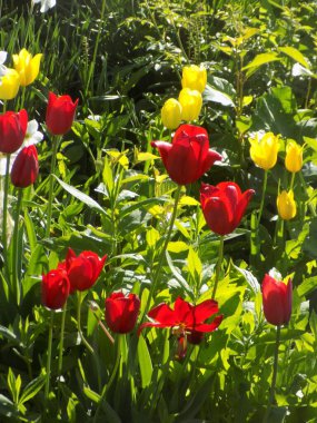Tulipa, zambak familyasından bir bitki cinsidir.