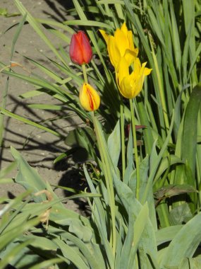 Tulipa, zambak familyasından bir bitki cinsidir.