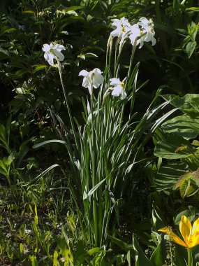 Ortak kayısı (lat. Prnus armenaca) Çiçek açan ağaçlar Pricot, kayısı, sırık, daha fazla.