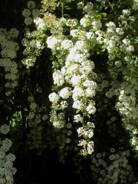 Spiraea Vanhouttei (lat. Spiraea vanhouttei, gülgiller (Rosaceae) familyasından bir çalı türü..