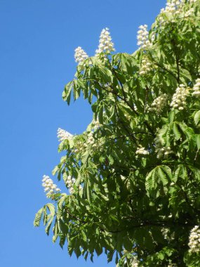 Chestnut (Castanea Tourn), kayın familyasından bir yaprak ağacı cinsidir.