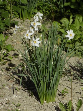 Ortak kayısı (lat. Prnus armenaca) Çiçek açan ağaçlar Pricot, kayısı, sırık, daha fazla.
