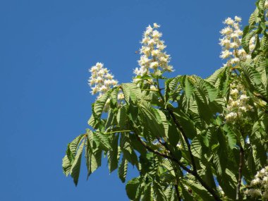 Chestnut (Castanea Tourn), kayın familyasından bir yaprak ağacı cinsidir.