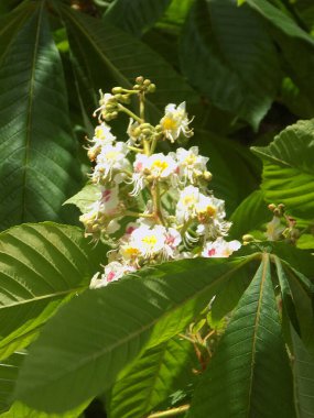 Chestnut (Castanea Tourn), kayın familyasından bir yaprak ağacı cinsidir.