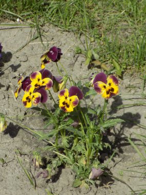 Üç renkli menekşe, vahşi nonoş (Viola üç renkli L.)           