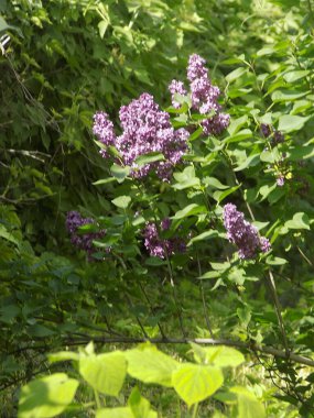  Sıradan yaban domuzu (Şırınga bayağılığı))          
