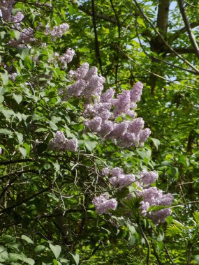  Sıradan yaban domuzu (Şırınga bayağılığı))          