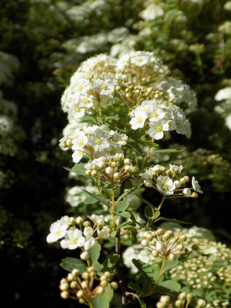 Spiraea Vanhouttei (лат. Spiraea vanhouttei) - лиственный декоративный кустарник семейства Rosaceae.