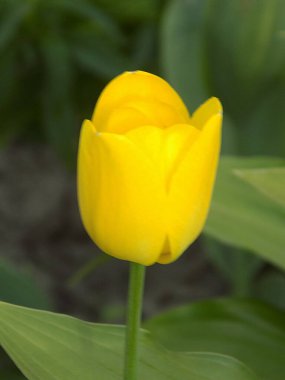 Tulipa, zambak familyasından bir bitki cinsidir.          