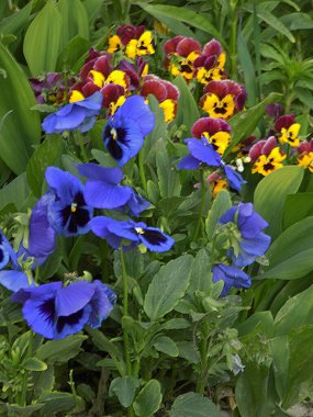 Üç renkli menekşe, vahşi nonoş (Viola üç renkli L.) 