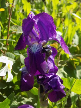 Horozlar veya irisler (Latin Iris)