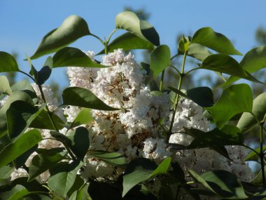 Sıradan yaban domuzu (Şırınga bayağılığı)) 