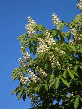 Chestnut (Castanea Tourn), kayın familyasından bir yaprak ağacı cinsidir.