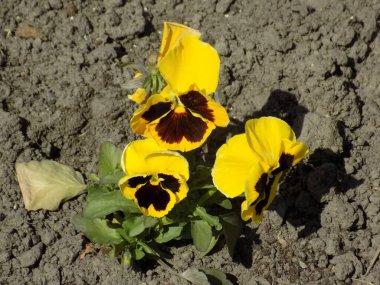 Üç renkli menekşe, vahşi nonoş (Viola üç renkli L.) 