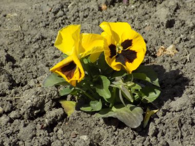 Üç renkli menekşe, vahşi nonoş (Viola üç renkli L.) 