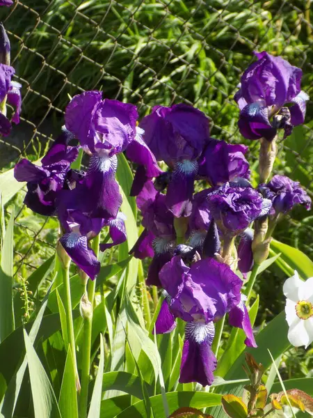 Roosters or irises (Latin Iris)