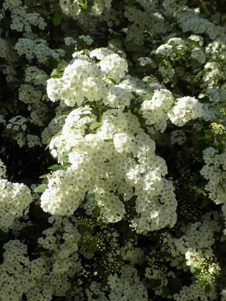 Spiraea Vanhouttei (lat. Spiraea vanhouttei, gülgiller (Rosaceae) familyasından bir çalı türü..