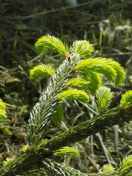 stock image Spruce (Picea) is a genus of coniferous evergreen monoecious trees of the pine family.