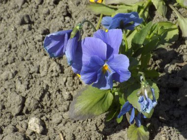 Üç renkli menekşe, vahşi nonoş (Viola üç renkli L.) 