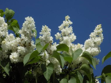 Sıradan yaban domuzu (Şırınga bayağılığı)) 