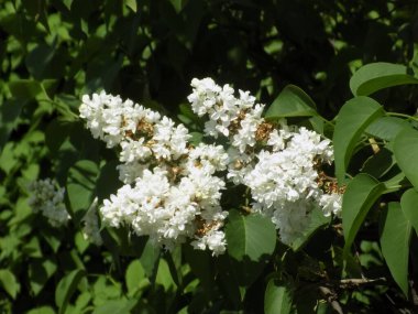 Sıradan yaban domuzu (Şırınga bayağılığı)) 