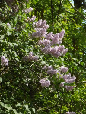 Sıradan yaban domuzu (Şırınga bayağılığı)) 
