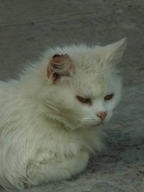 Kedi kedisi (Latince Felis Silvestris catus), kedigiller (Felis) familyasından bir kedi türü.)      