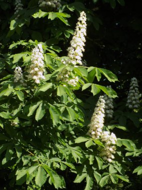 Chestnut (Castanea Tourn), kayın familyasından bir yaprak ağacı cinsidir.