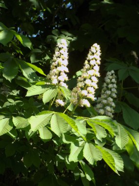 Chestnut (Castanea Tourn), kayın familyasından bir yaprak ağacı cinsidir.