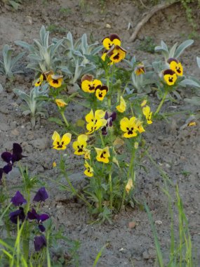 Üç renkli menekşe, vahşi nonoş (Viola üç renkli L.) 