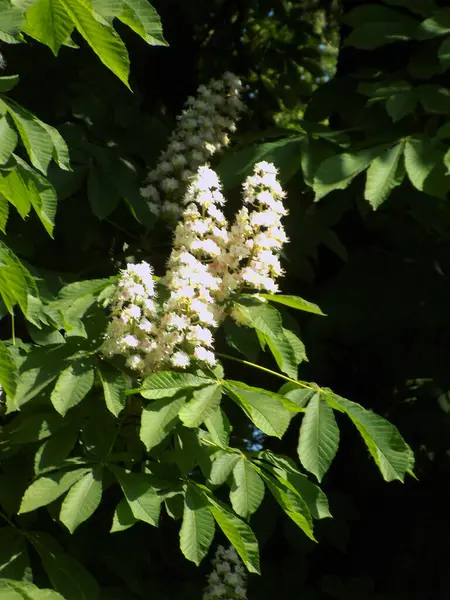 Stock image Chestnut (Castanea Tourn) is a genus of deciduous trees of the beech family.Chestnut blossoms