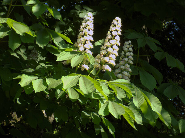 Каштан (Castanea Tourn) - род лиственных деревьев семейства буков.