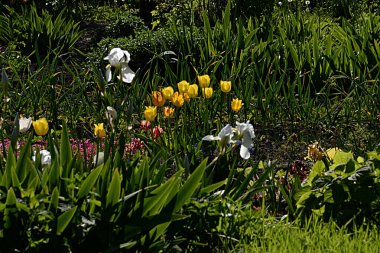 Horozlar, süsenler ve laleler