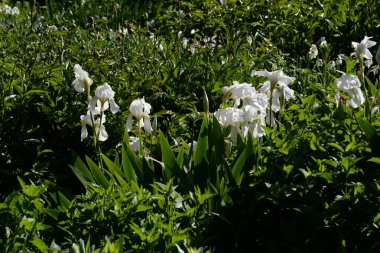 Horozlar veya irisler (Latin Iris)