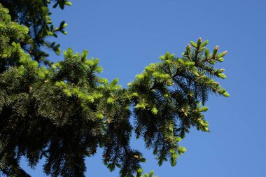 Spruce (Picea), çamgiller (Picea) familyasından bir kozalaklı ağaçtır..