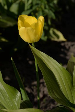 Tulipa, zambak familyasından bir bitki cinsidir. 