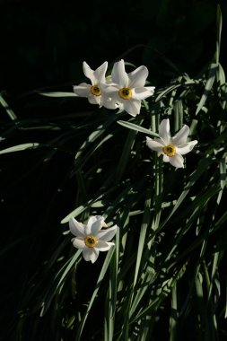 Ortak kayısı (lat. Prnus armenaca) Çiçek açan ağaçlar Pricot, kayısı, sırık, daha fazla.