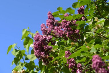 Sıradan yaban domuzu (Şırınga bayağılığı))