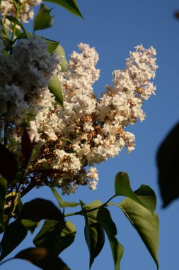 Sıradan yaban domuzu (Şırınga bayağılığı))