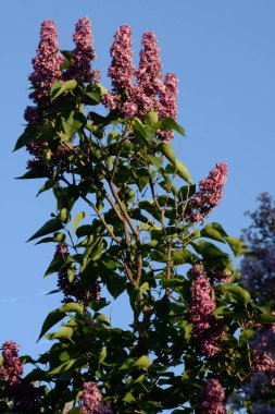 Sıradan yaban domuzu (Şırınga bayağılığı))