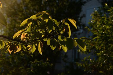 Ceviz, o da ceviz (Juglans regia L.)