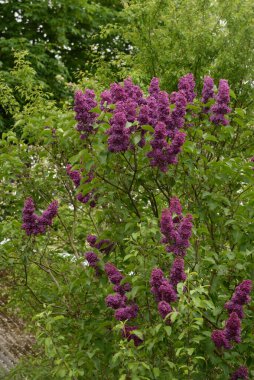  Sıradan yaban domuzu (Şırınga bayağılığı)) 