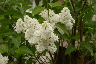  Sıradan yaban domuzu (Şırınga bayağılığı)) 